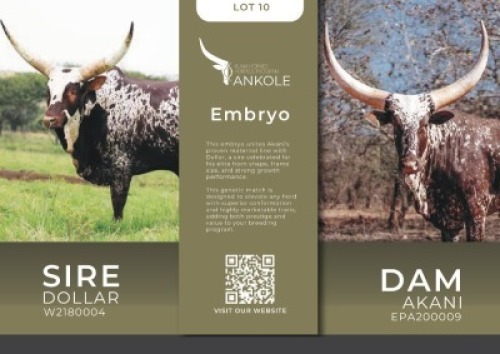 1X ANKOLE Kilima Horned Heritage