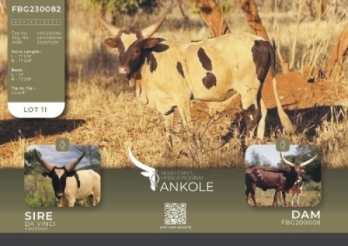 1X ANKOLE M:1 Kilima Horned Heritage