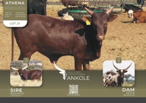 1X ANKOLE V/F:1 Kilima Horned Heritage