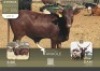 1X ANKOLE V/F:1 Kilima Horned Heritage