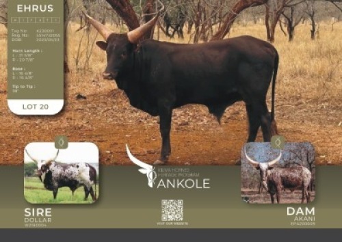 1X ANKOLE M:1 Kilima Horned Heritage