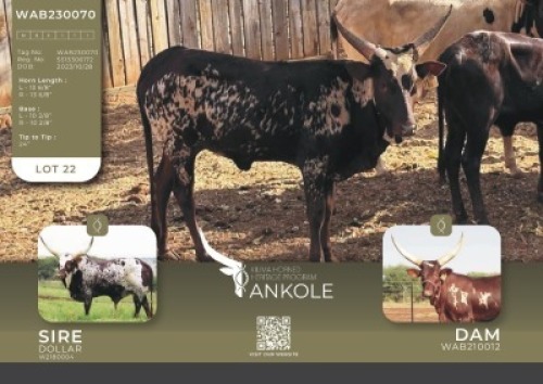 1X ANKOLE V/F:1 Kilima Horned Heritage