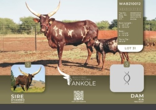 1X ANKOLE V/F:1 Kilima Horned Heritage