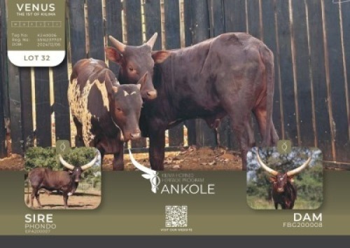 1X ANKOLE V/F:1 Kilima Horned Heritage
