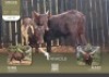 1X ANKOLE V/F:1 Kilima Horned Heritage