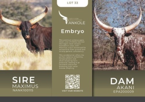 1X ANKOLE Kilima Horned Heritage
