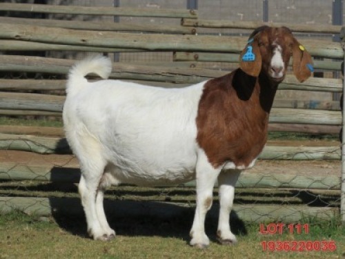 1 X BOER GOAT FLOCK DOE Shongololo Boerbok Stoet 1563