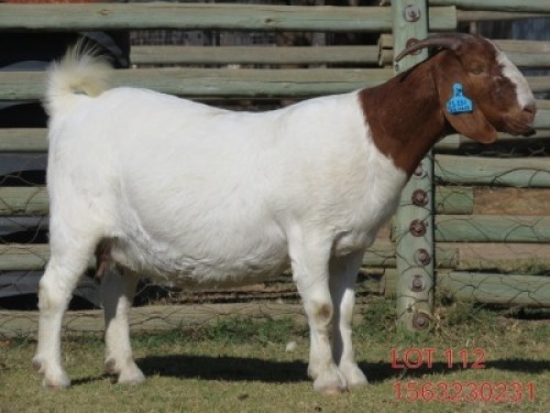 1 X BOER GOAT FLOCK DOE Shongololo Boerbok Stoet 1563