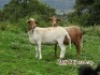 LOT 114 2X MEATMASTER OOIE/EWE ZABO MEATMASTERS(PER STUK OM LOT TE NEEM/PER PIECE TO TAKE THE LOT) - 4