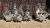 4 X BLUE SPLASH ORPINGTON ROOSTER ST. DE LIZE - DEMI VAN DER BURGH (Per animal to take the lot)