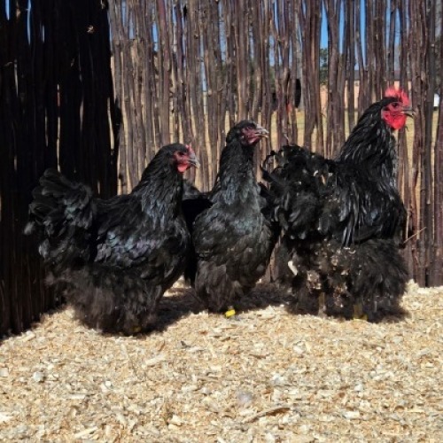 3 X BLACK ORPINGTON ROOSTER & HEN ST. DE LIZE - DEMI VAN DER BURGH (Per animal to take the lot)