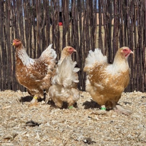 3 X SALMON SPLASH BRAHMA HEN ST. DE LIZE - DEMI VAN DER BURGH (Per animal to take the lot)