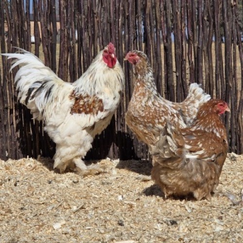 3 X SALMON SPLASH BRAHMA ROOSTER & HEN ST. DE LIZE - DEMI VAN DER BURGH (Per animal to take the lot)