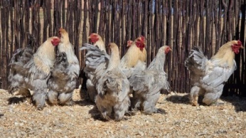 4 X LAVENDER BRAHMA ROOSTER ST. DE LIZE - DEMI VAN DER BURGH (Per animal to take the lot)