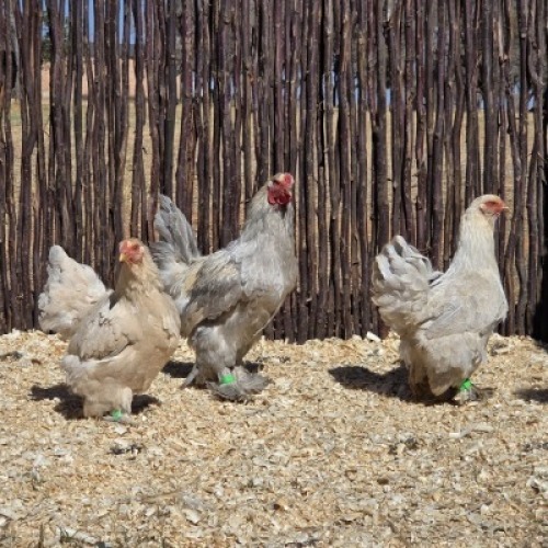3 X LAVENDER BRAHMA ROOSTER & HEN ST. DE LIZE - DEMI VAN DER BURGH (Per animal to take the lot)