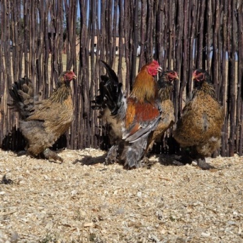 4 X GOLDEN PARTRIDGE BRAHMA ROOSTER & HEN ST. DE LIZE - DEMI VAN DER BURGH (Per animal to take the lot)