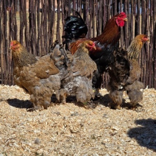 4 X GOLDEN PARTRIDGE BRAHMA ROOSTER & HEN ST. DE LIZE - DEMI VAN DER BURGH (Per animal to take the lot)
