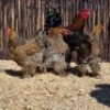 4 X GOLDEN PARTRIDGE BRAHMA ROOSTER & HEN ST. DE LIZE - DEMI VAN DER BURGH (Per animal to take the lot)