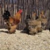 4 X GOLDEN PARTRIDGE BRAHMA ROOSTER & HEN ST. DE LIZE - DEMI VAN DER BURGH (Per animal to take the lot)