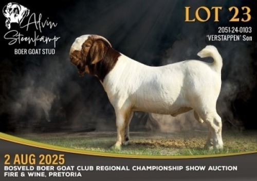 1 X BOER GOAT STUD BUCK Alvin Steenkamp Boer Goat Stud
