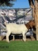 1 X BOER GOAT EWE Regvic stud - Hein