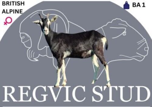 1 X BRITISH ALPINE EWE Regvic stud