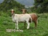 LOT 114 2X MEATMASTER OOIE/EWE ZABO MEATMASTERS(PER STUK OM LOT TE NEEM/PER PIECE TO TAKE THE LOT) - 5