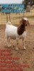 1 X BOER GOAT DOE Phillip Van Schalkwyk