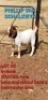 1 X BOER GOAT BUCK Phillip Van Schalkwyk