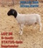 1 X BLACK HEAD DORPER RAM Phillip Van Schalkwyk