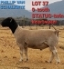 1 X BLACK HEAD DORPER RAM Phillip Van Schalkwyk