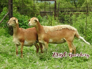 LOT 115 2X MEATMASTER OOIE/EWE ZABO MEATMASTERS(PER STUK OM LOT TE NEEM/PER PIECE TO TAKE THE LOT)