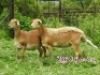LOT 115 2X MEATMASTER OOIE/EWE ZABO MEATMASTERS(PER STUK OM LOT TE NEEM/PER PIECE TO TAKE THE LOT)