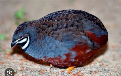 4 X CHINESE QUAILS ? NKHUMELENI GENETIKA & TELING (Per animal to take the lot)