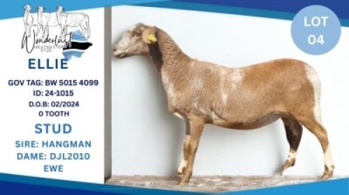 1 X MEAT MASTER EWE Hendrik Herbst