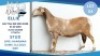 1 X MEAT MASTER EWE Hendrik Herbst