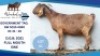 1 X KALAHARI RED DOE Hendrik Herbst