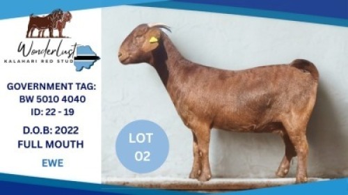 1 X KALAHARI RED DOE Hendrik Herbst