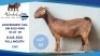 1 X KALAHARI RED DOE Hendrik Herbst