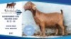 1 X KALAHARI RED DOE Hendrik Herbst