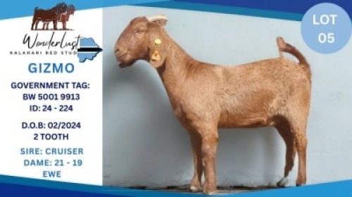 1 X KALAHARI RED DOE Hendrik Herbst