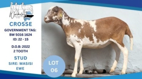 1 X MEAT MASTER EWE Hendrik Herbst