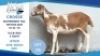 1 X MEAT MASTER EWE Hendrik Herbst