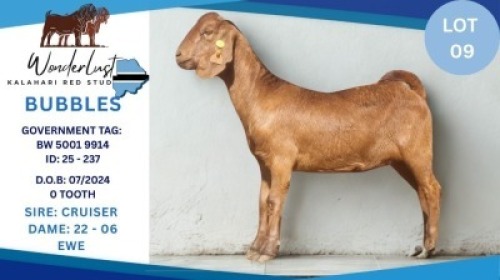 1 X KALAHARI RED DOE Hendrik Herbst