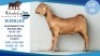 1 X KALAHARI RED DOE Hendrik Herbst