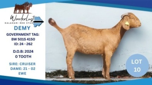 1 X KALAHARI RED DOE Hendrik Herbst