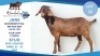 1 X KALAHARI RED DOE Hendrik Herbst