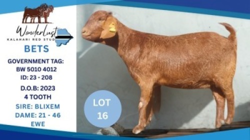 1 X KALAHARI RED DOE Hendrik Herbst