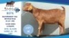 1 X KALAHARI RED DOE Hendrik Herbst