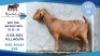 1 X KALAHARI RED DOE Hendrik Herbst
